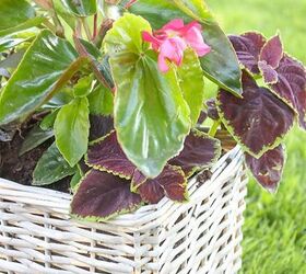 How To Use Baskets as Planters