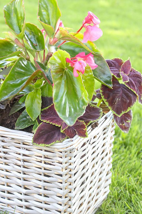 how to use baskets as planters