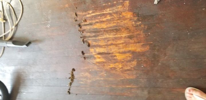 q removing adhesive residue from 70 year old wood floor