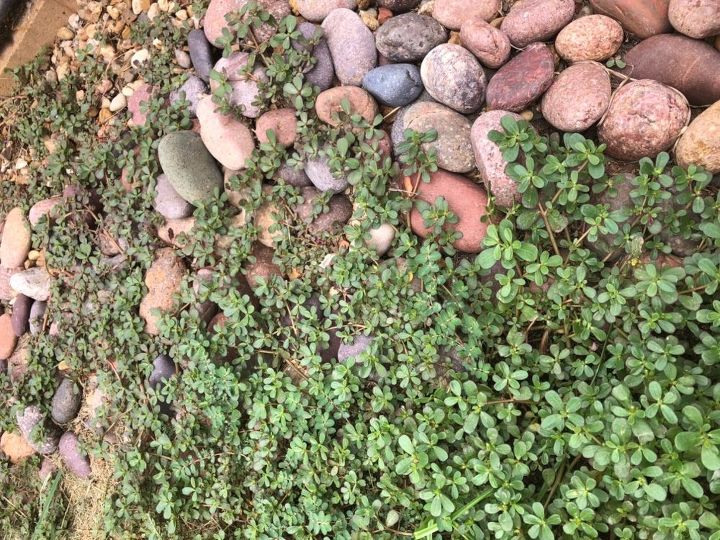 q how can you kill these weeds