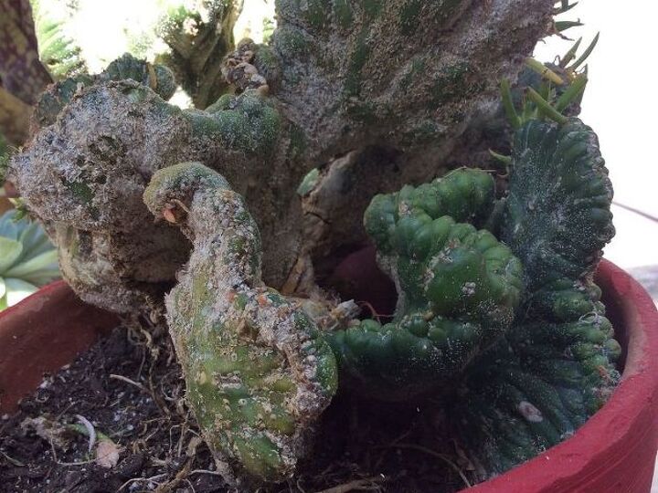 q how to treat this succulent