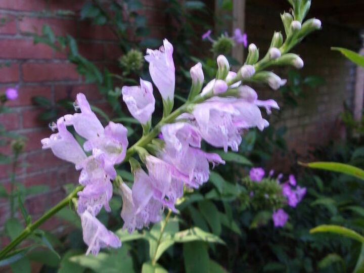 q how can you remember all the names of your flowers help please