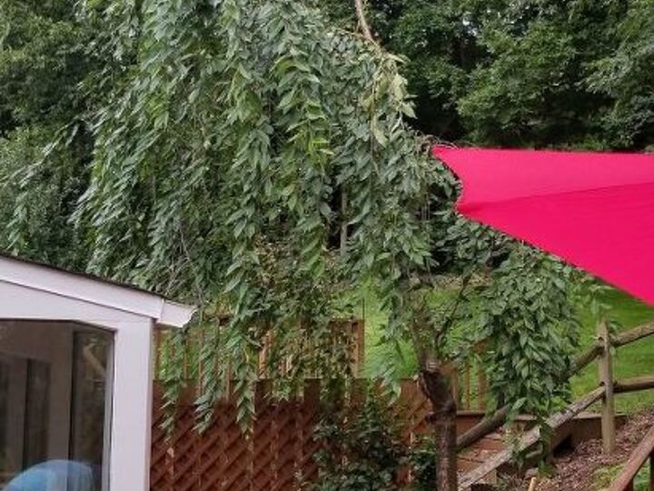 q is this tree salvageable