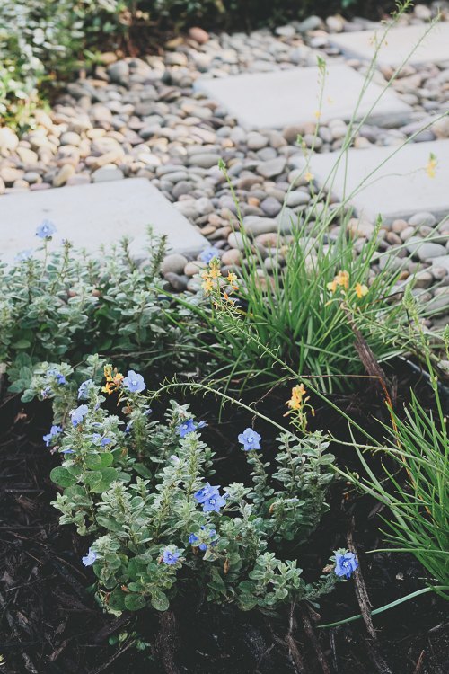 adding a path and butterfly garden to your side yard