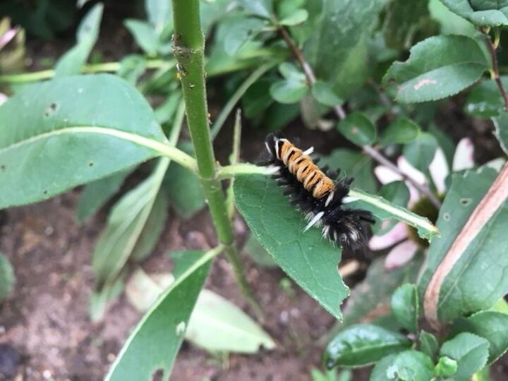 q is this a ladybug larva