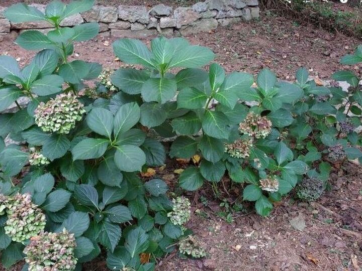 q all of these hydrangeas were planted at the same time and are