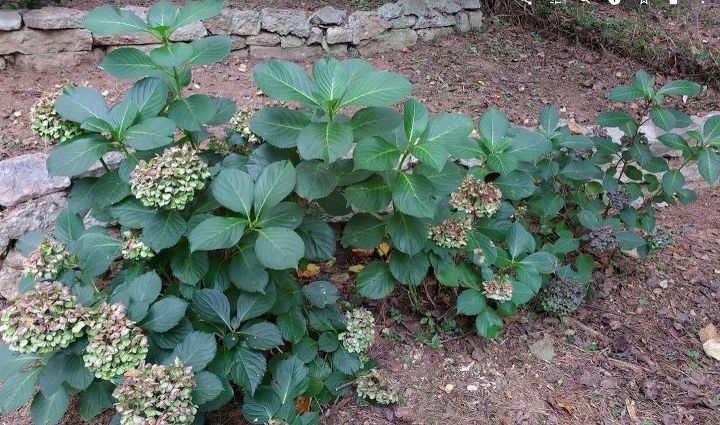 q all of these hydrangeas were planted at the same time and are