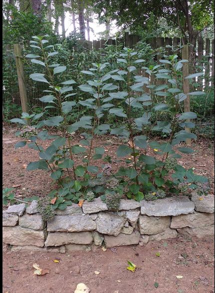 q all of these hydrangeas were planted at the same time and are