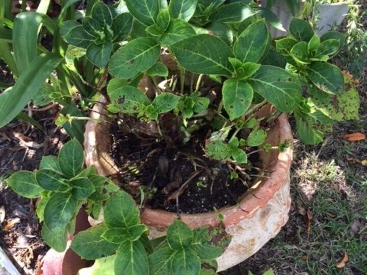 q how do i treat a hydrangea plant that is looking bad