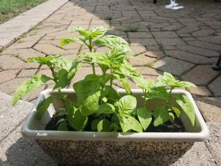 q basil ready