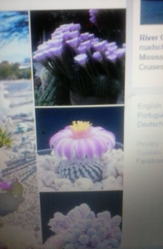 q how can i find out names of plants