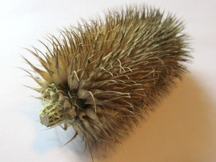 how to make an adorable teasel hedgehog