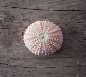 sea urchin incense holder