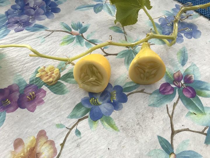 q how for the 2nd year am i getting these in my cucumbers