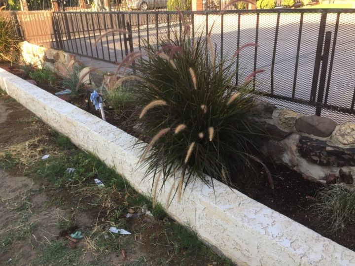 q plant is falling over