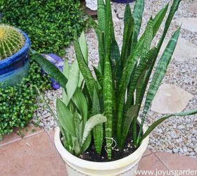 Why Are My Snake Plant Leaves Falling Over? How To Fix Them!