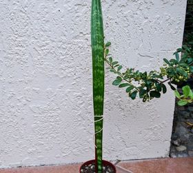 Why Are My Snake Plant Leaves Falling Over? How To Fix Them! | Hometalk