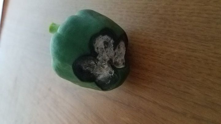 q can someone tell me why my red peppers are growing like this