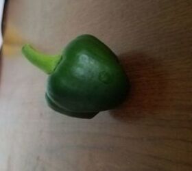 q can someone tell me why my red peppers are growing like this 