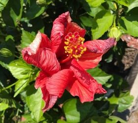 how do i care for my curling hibiscus flowers
