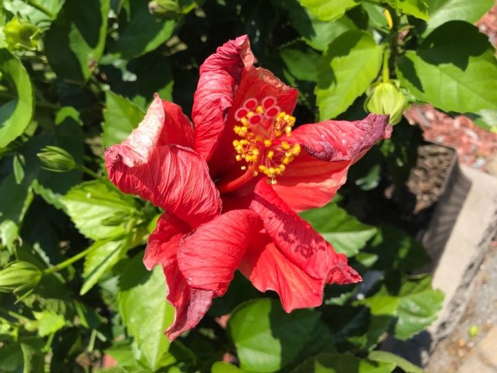 how do i care for my curling hibiscus flowers