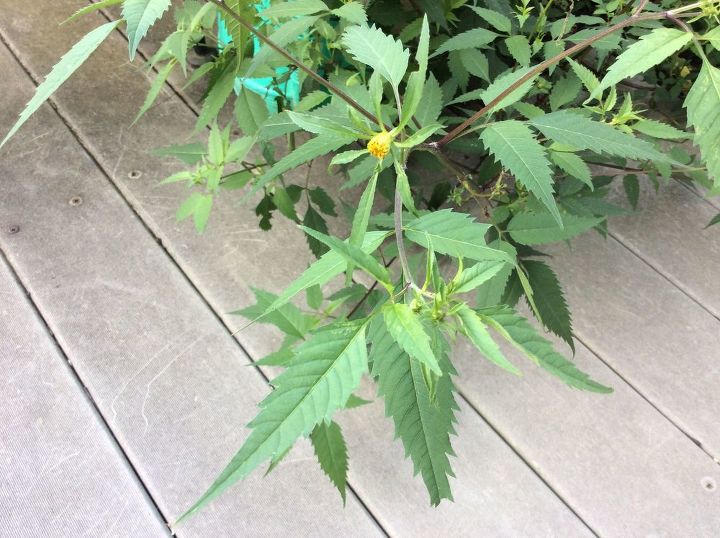 q what plant is this