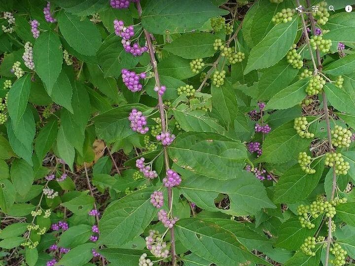 q what is this bush