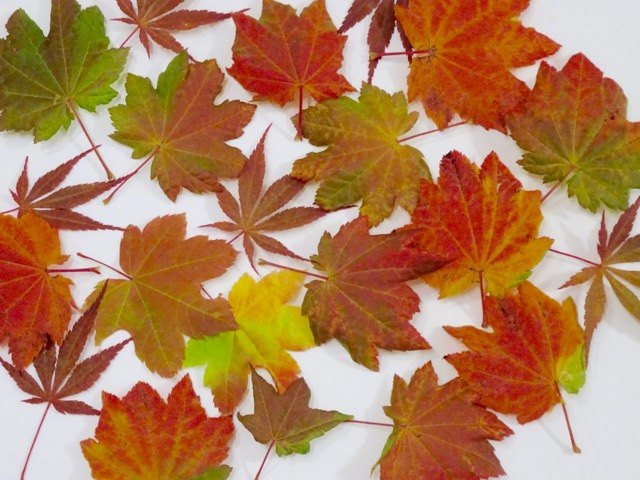 muestra el color del otoo con una obra de arte de hojas prensadas