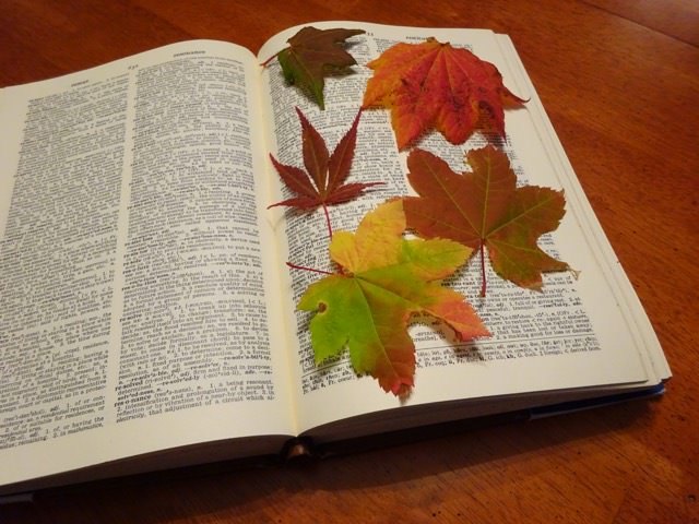 mostre a cor do outono com um pedao de arte de folha prensada