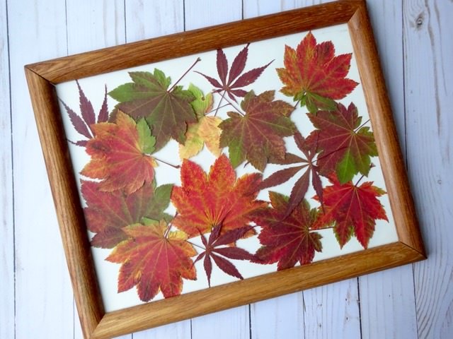 mostre a cor do outono com um pedao de arte de folha prensada