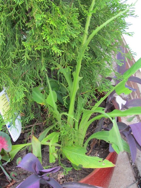 are deer eating my canna lilies