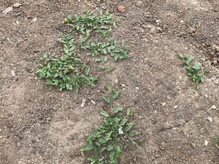 q how to get rid of front lawn weeds
