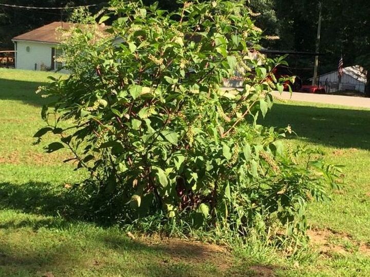 q how do i fill a hole in the yard
