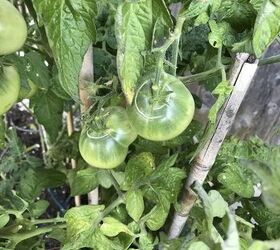 q how do i stop this white ring on my tomatoes