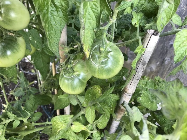 q how do i stop this white ring on my tomatoes