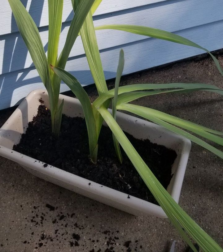 how do i prevent gladiolus from falling over