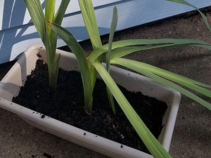 q gladiolus help
