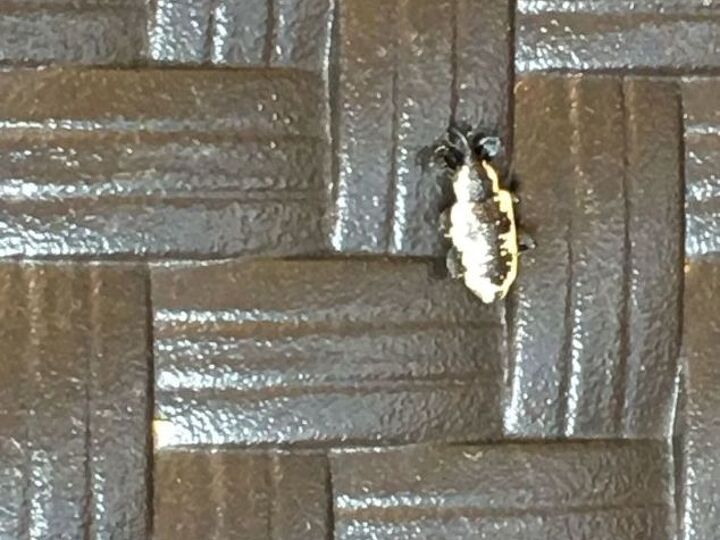 q what type bug is this on back porch never saw anything like it