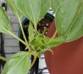 q my sunflower bud is not blooming