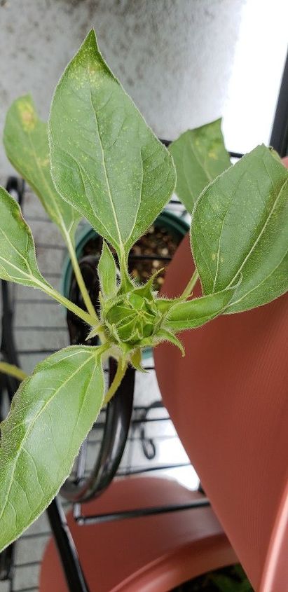 q my sunflower bud is not blooming