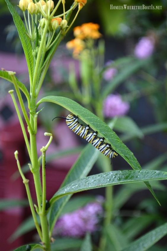 control de los pulgones en el algodoncillo para las mariposas monarca