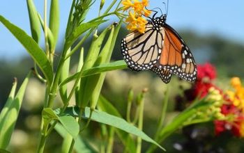  Controle de pulgões Milkweed para borboletas monarca