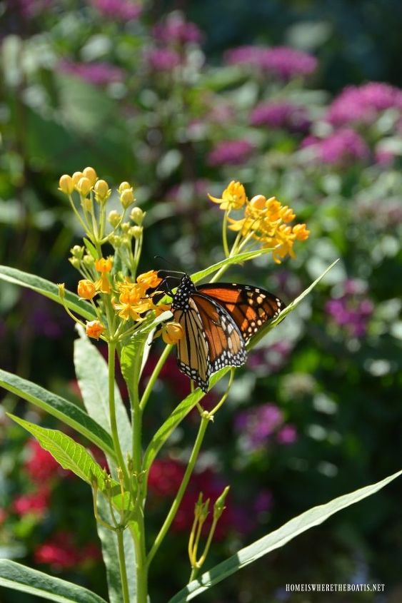 control de los pulgones en el algodoncillo para las mariposas monarca
