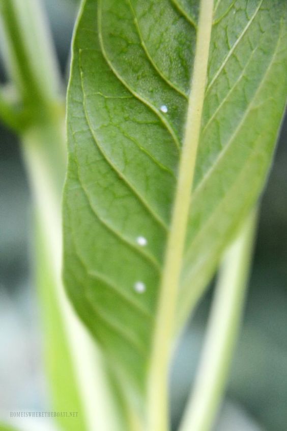 controle de pulges milkweed para borboletas monarca