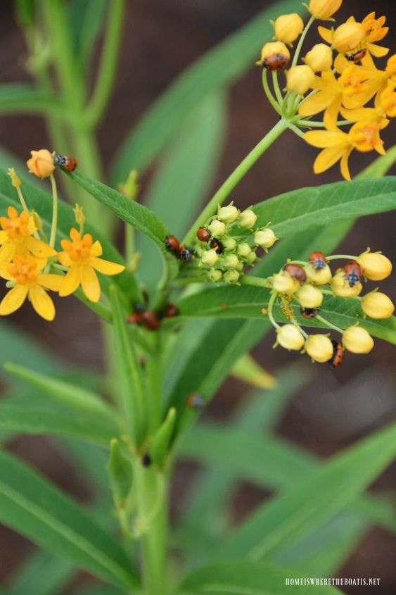 controlling aphids on milkweed for monarch butterflies