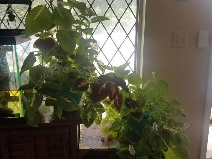 q diy plant stands