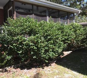 how do you get rid of overgrown azalea bushes