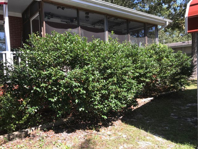 how do you get rid of overgrown azalea bushes