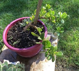 q how do i work with a jade plant