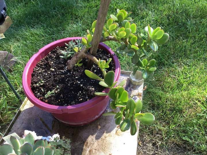 q how do i work with a jade plant